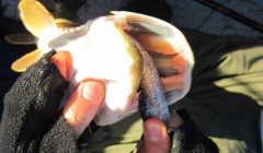 bodden 2013 0038