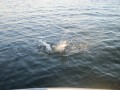 bodden 2013 0041