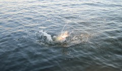 bodden 2013 0041
