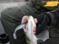 bodden 2013 0043