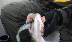 bodden 2013 0043
