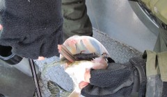 bodden 2013 0044