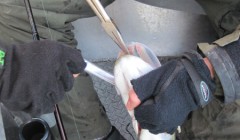 bodden 2013 0045