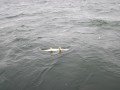 bodden 2013 0060