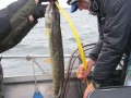 bodden 2013 0061