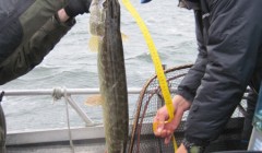bodden 2013 0061