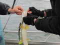 bodden 2013 0062