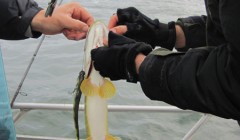 bodden 2013 0062