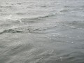 bodden 2013 0063