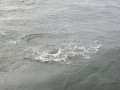 bodden 2013 0064