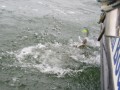 bodden 2013 0066