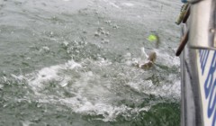 bodden 2013 0066