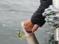 bodden 2013 0067