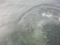 bodden 2013 0069