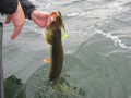 bodden 2013 0070
