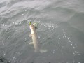 bodden 2013 0077