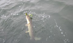 bodden 2013 0077