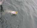 bodden 2013 0078