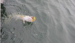 bodden 2013 0078
