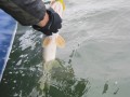 bodden 2013 0079