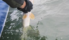 bodden 2013 0079