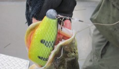 bodden 2013 0080