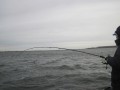 bodden 2013 0082