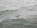 bodden 2013 0083