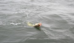 bodden 2013 0084