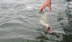 bodden 2013 0085