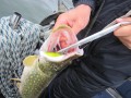 bodden 2013 0087