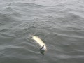bodden 2013 0088