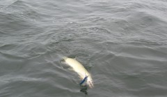 bodden 2013 0088