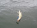 bodden 2013 0089