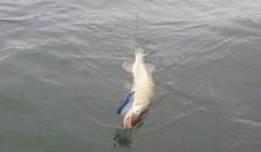 bodden 2013 0089