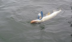 bodden 2013 0090
