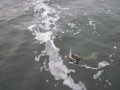 bodden 2013 0092