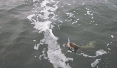 bodden 2013 0092
