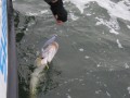 bodden 2013 0093