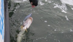 bodden 2013 0093