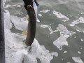 bodden 2013 0094