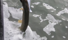 bodden 2013 0094