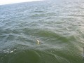 bodden 2013 0100