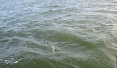 bodden 2013 0100