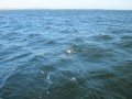 bodden 2013 0104