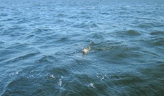 bodden 2013 0104