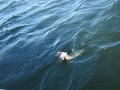 bodden 2013 0105