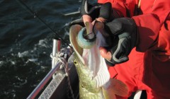 bodden 2013 0106