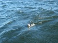 bodden 2013 0109
