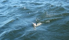 bodden 2013 0109